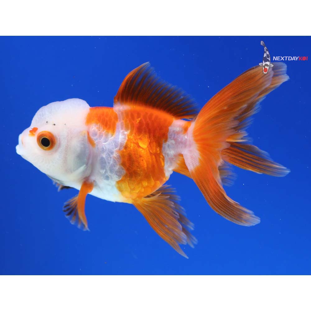 3.5” Imported Red and White Oranda