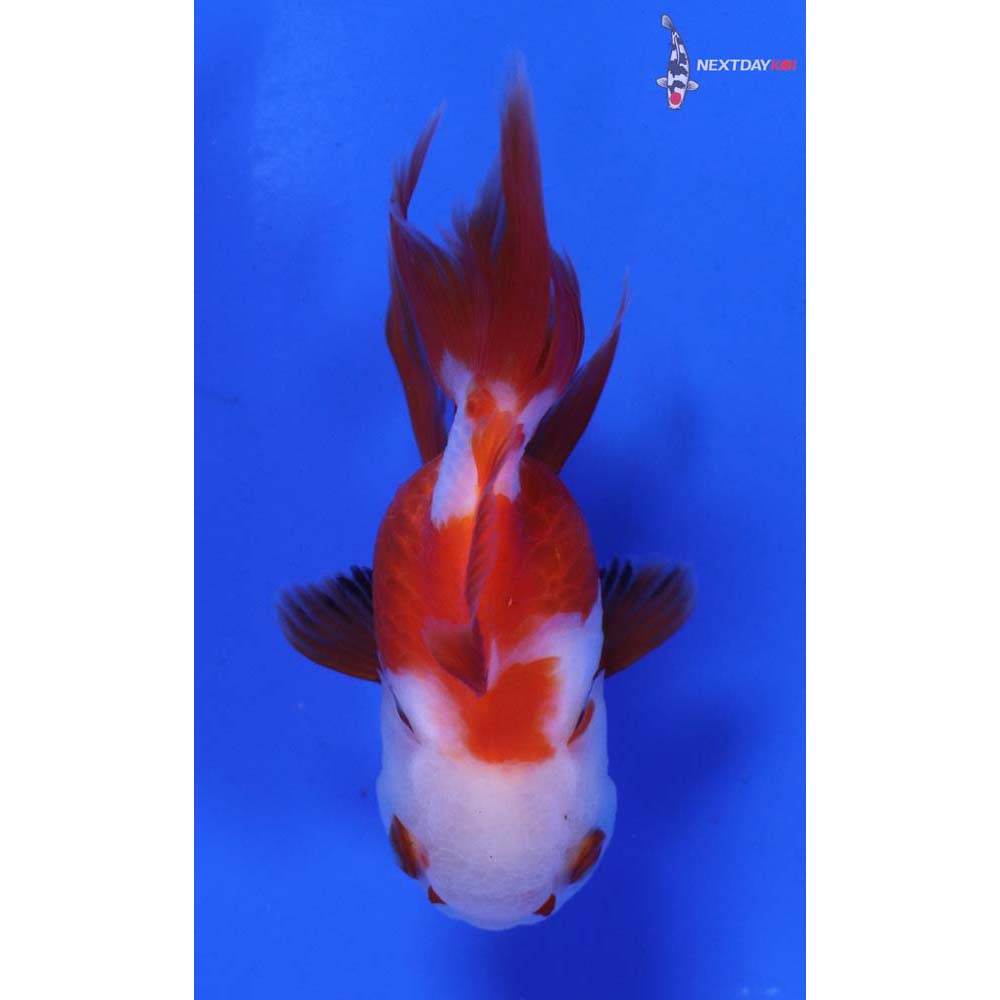 3.5” Imported Red and White Oranda