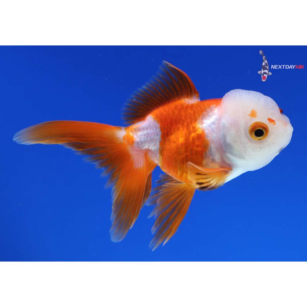 3.5” Imported Red and White Oranda