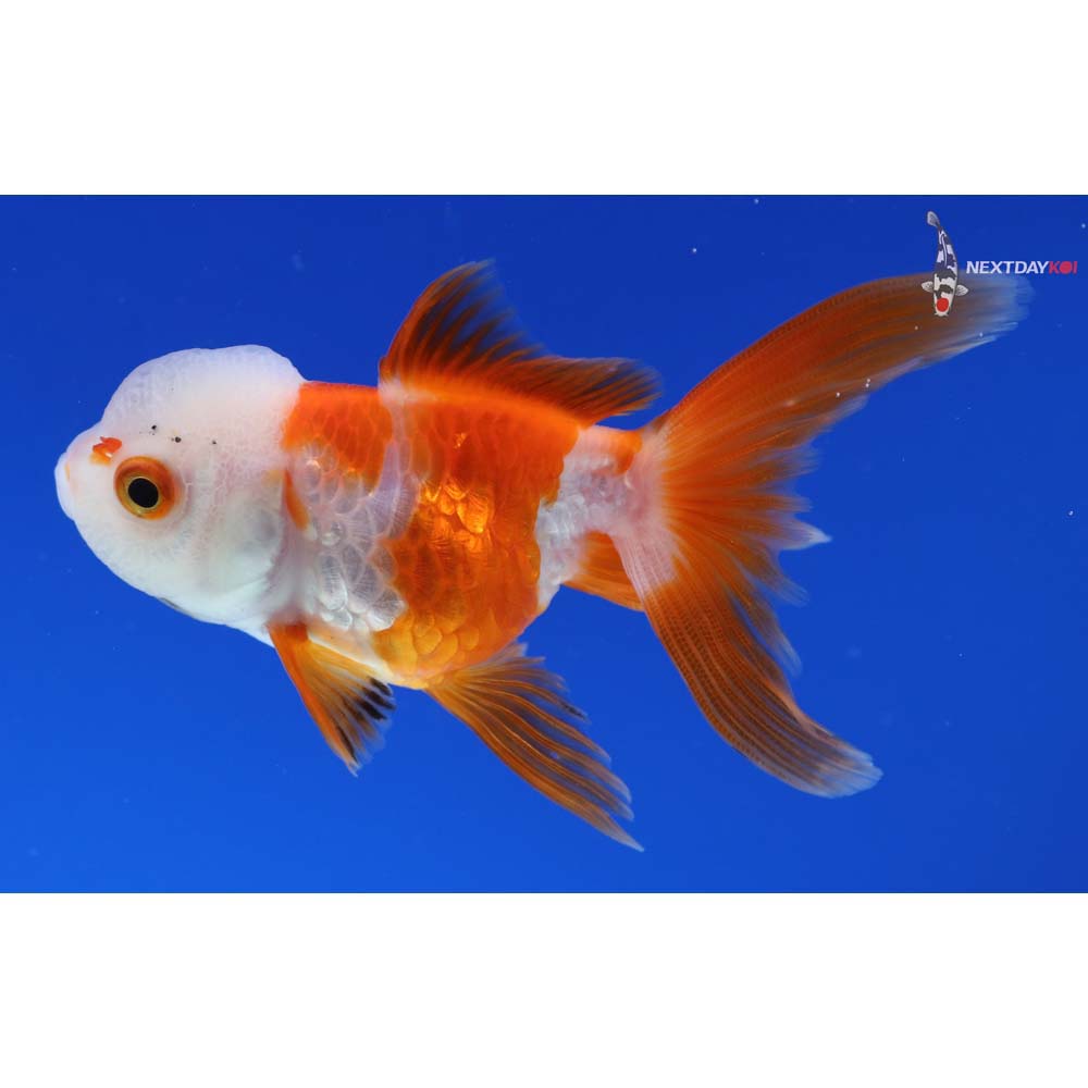 3.5” Imported Red and White Oranda