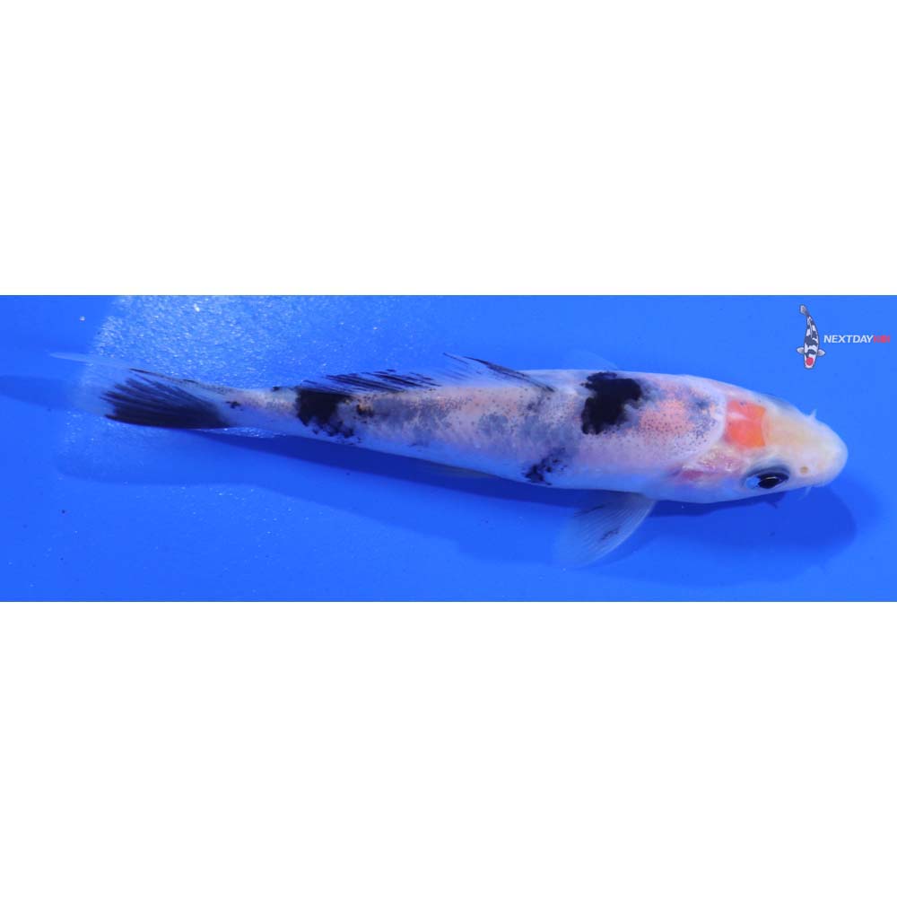 3.5” Imported Shiro Bekko