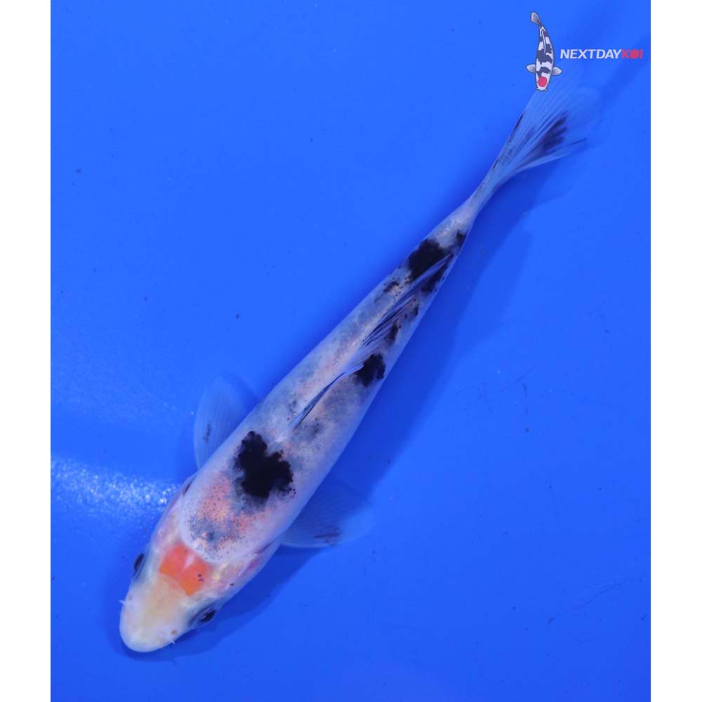 3.5” Imported Shiro Bekko