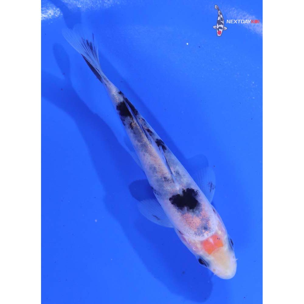 3.5” Imported Shiro Bekko