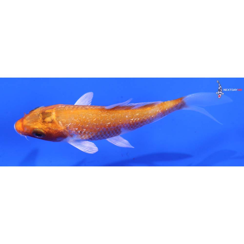 3.5” Imported Gin Rin Hariwake