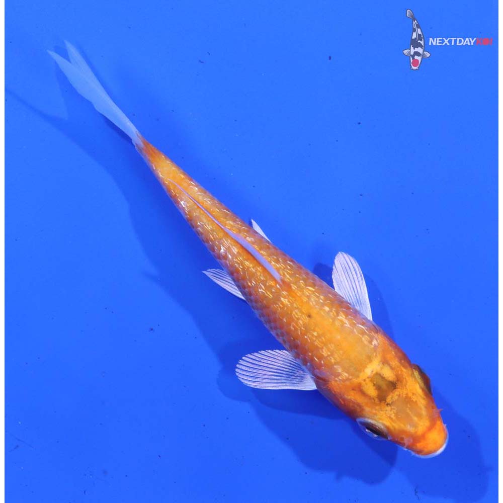 3.5” Imported Gin Rin Hariwake