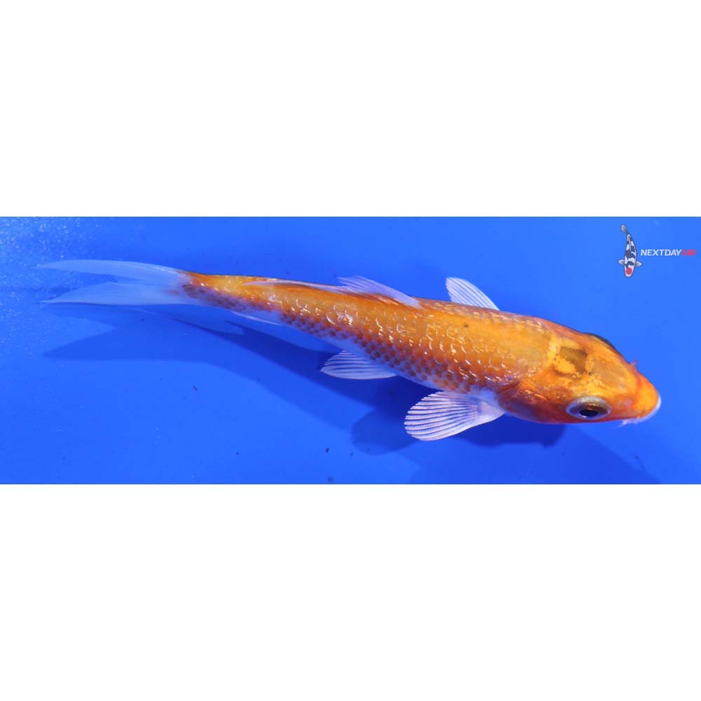 3.5” Imported Gin Rin Hariwake