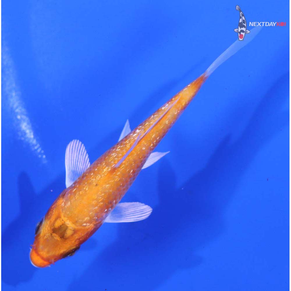 3.5” Imported Gin Rin Hariwake