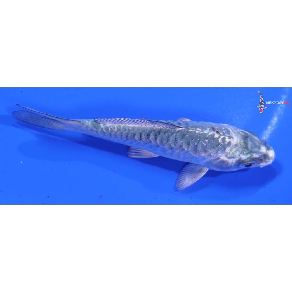 3.5” Imported Armor Scaled Gin Matsuba