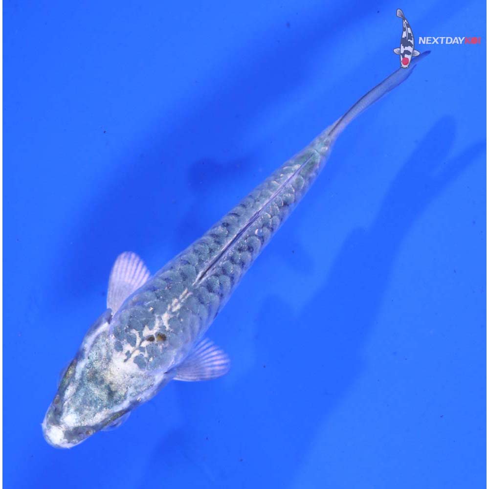 3.5” Imported Armor Scaled Gin Matsuba