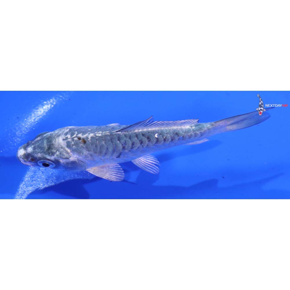 3.5” Imported Armor Scaled Gin Matsuba