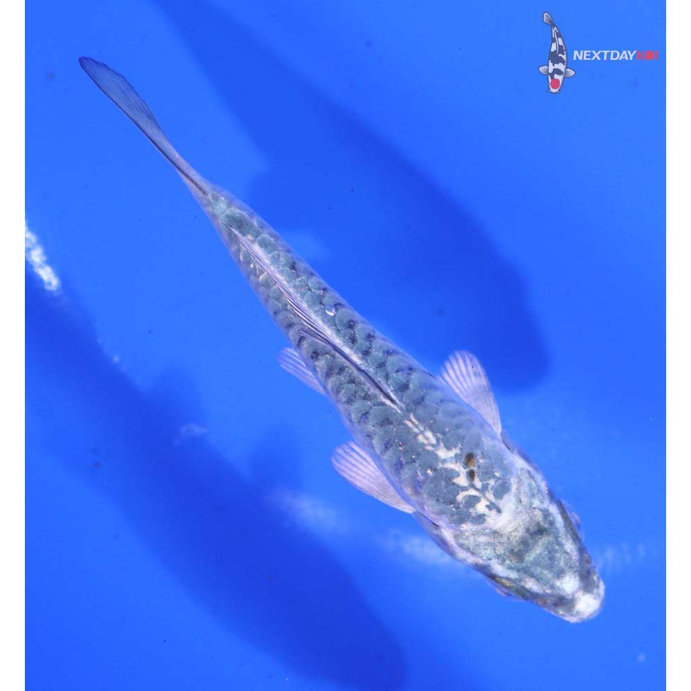 3.5” Imported Armor Scaled Gin Matsuba