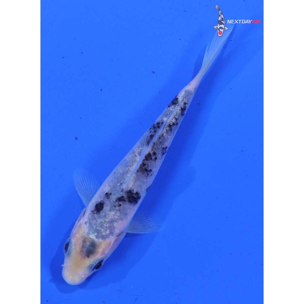 3.5” Imported Shiro Bekko