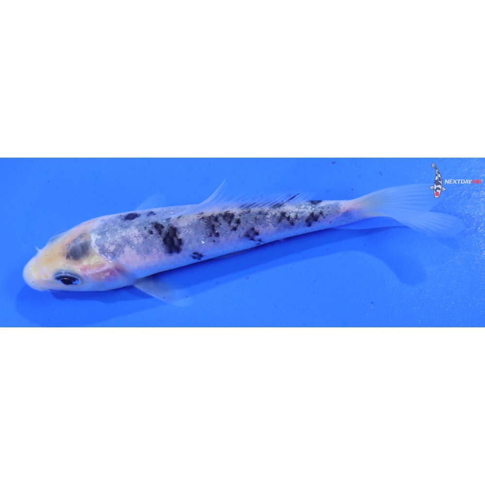 3.5” Imported Shiro Bekko