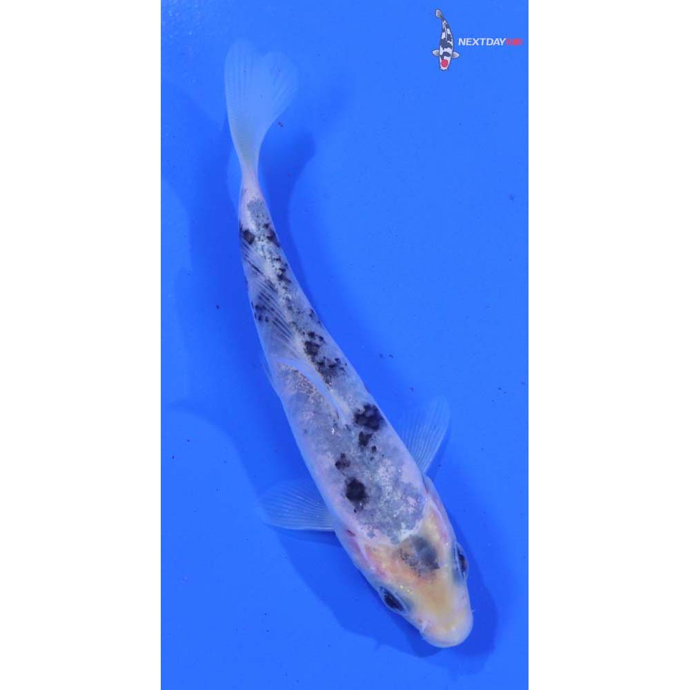 3.5” Imported Shiro Bekko