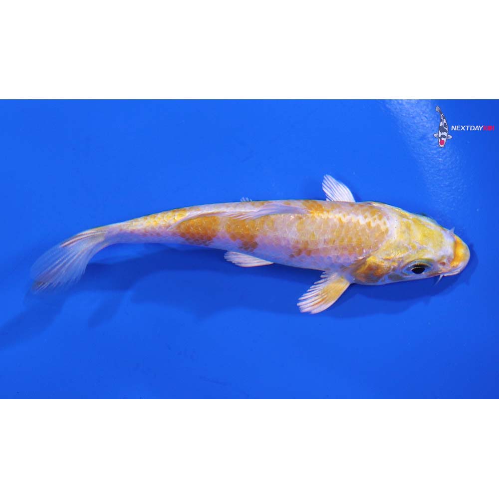 3.5” Imported Lemon Hariwake