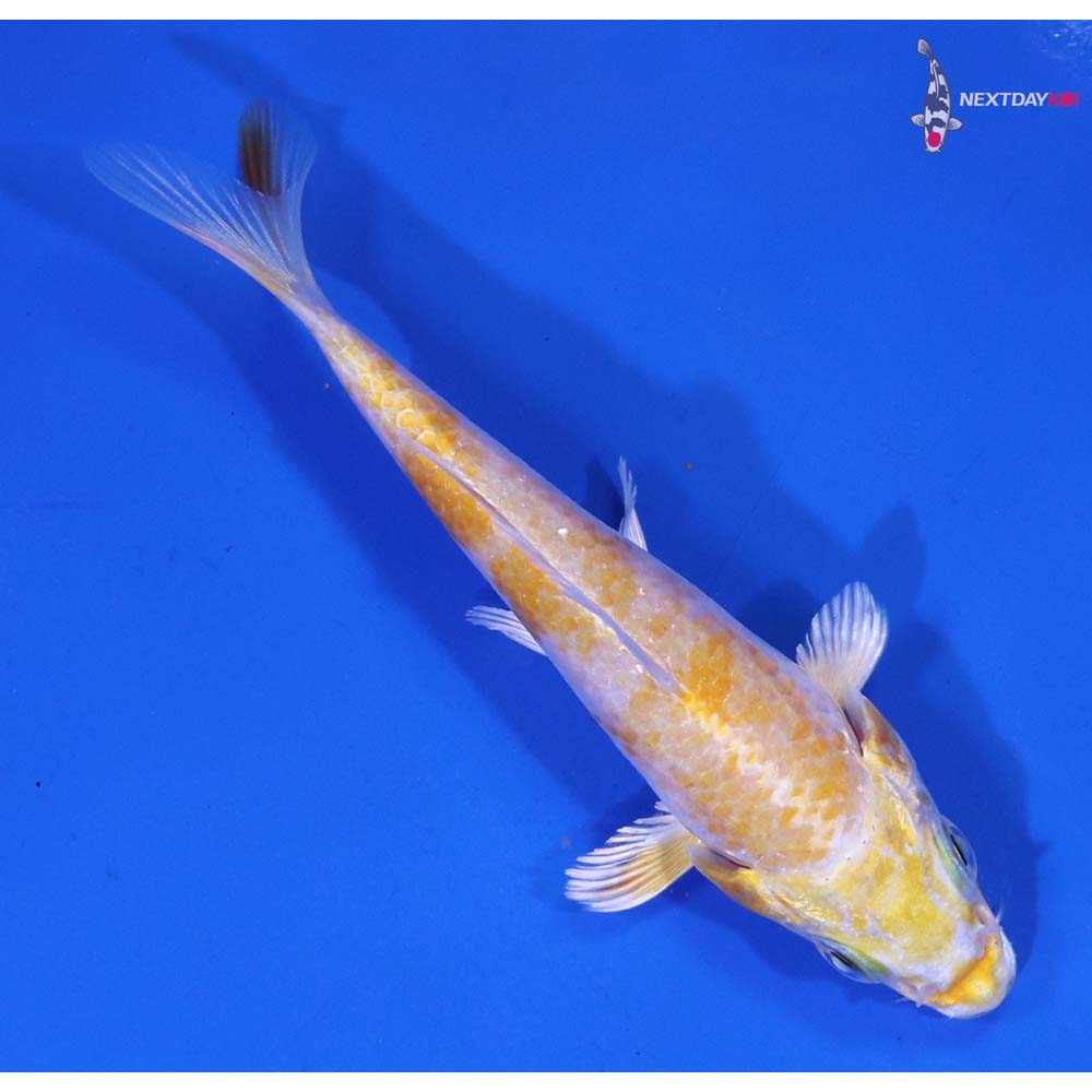 3.5” Imported Lemon Hariwake
