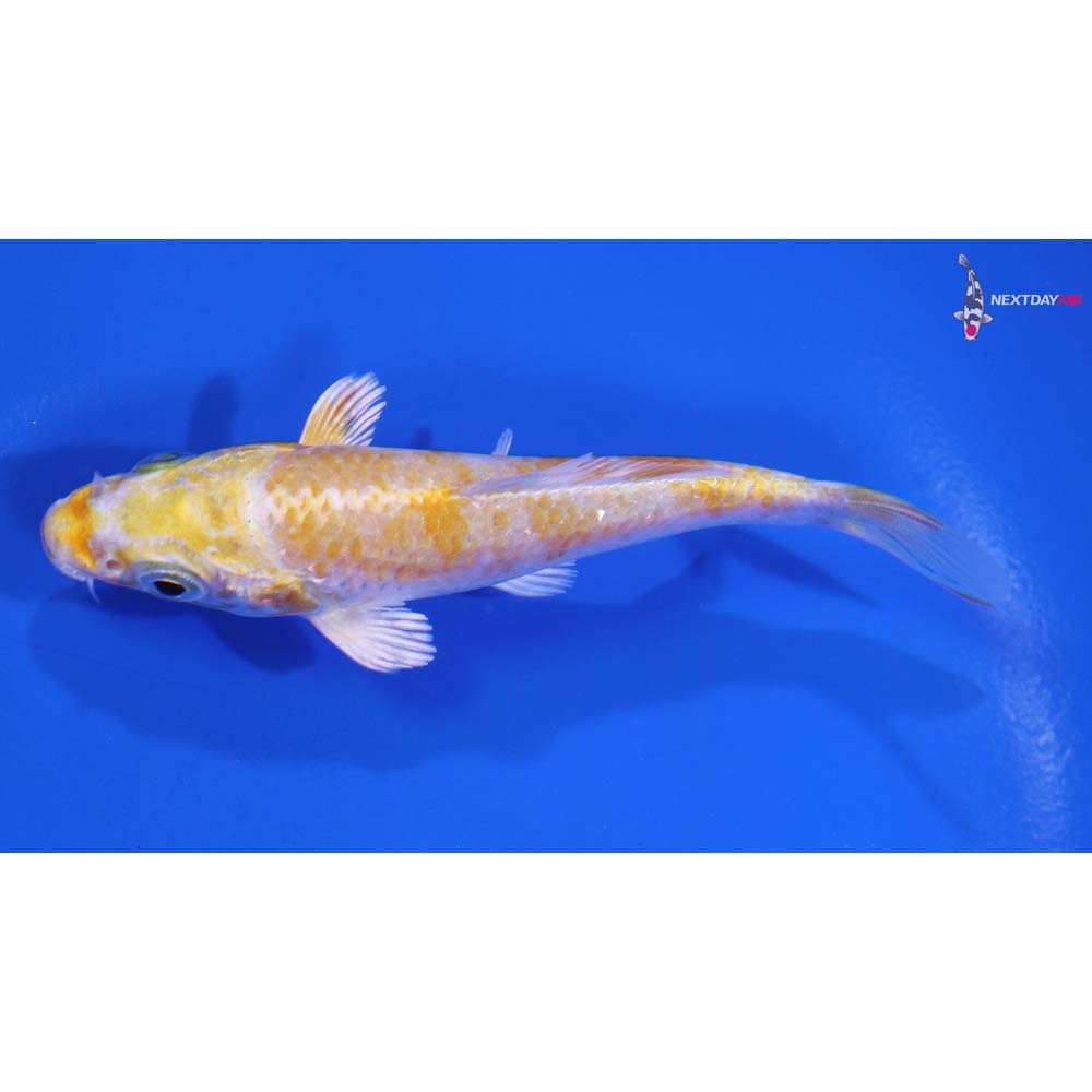 3.5” Imported Lemon Hariwake