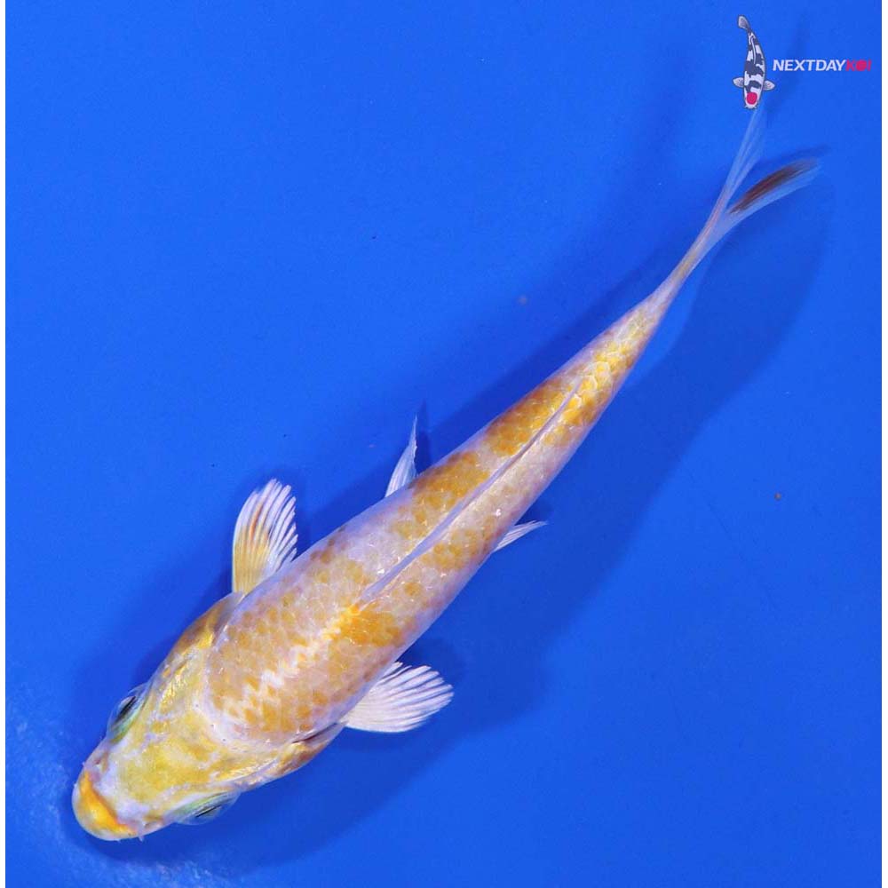 3.5” Imported Lemon Hariwake