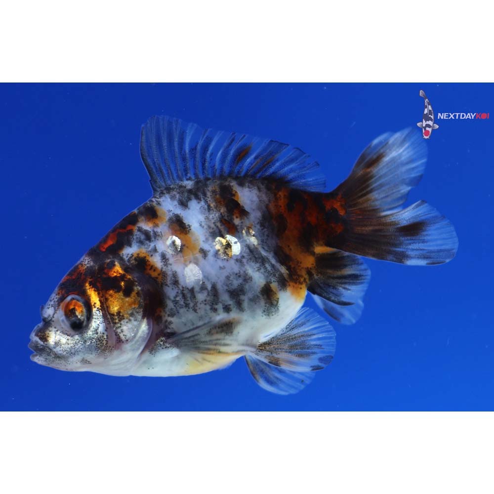 3” Imported Calico Ryukin