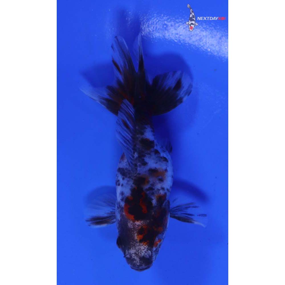 3” Imported Calico Ryukin