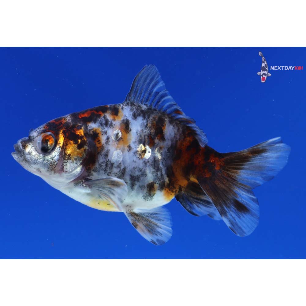 3” Imported Calico Ryukin