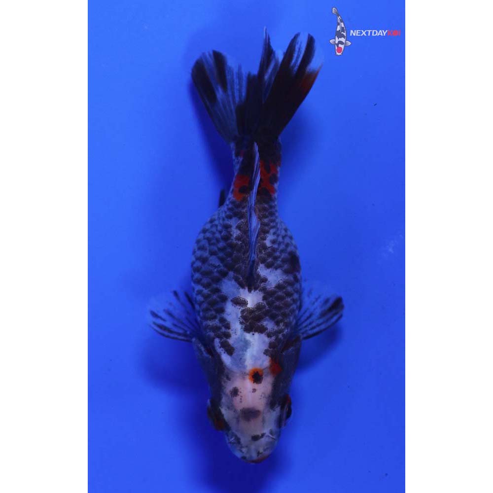 3” Imported Calico Ryukin