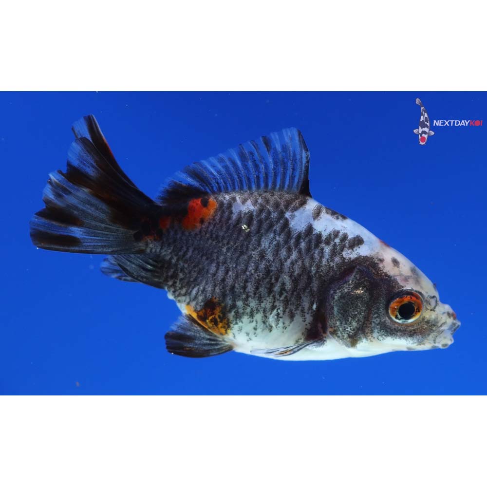 3” Imported Calico Ryukin