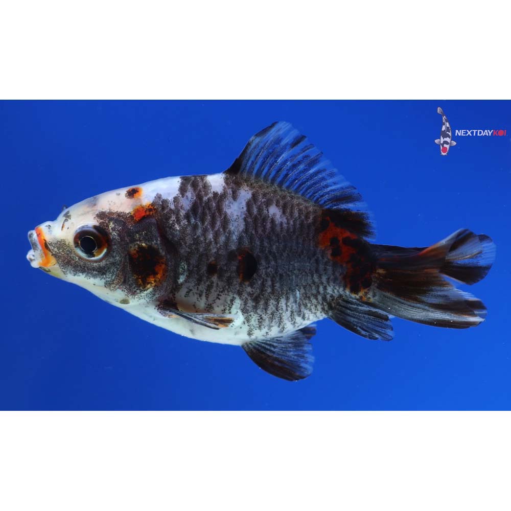 3” Imported Calico Ryukin