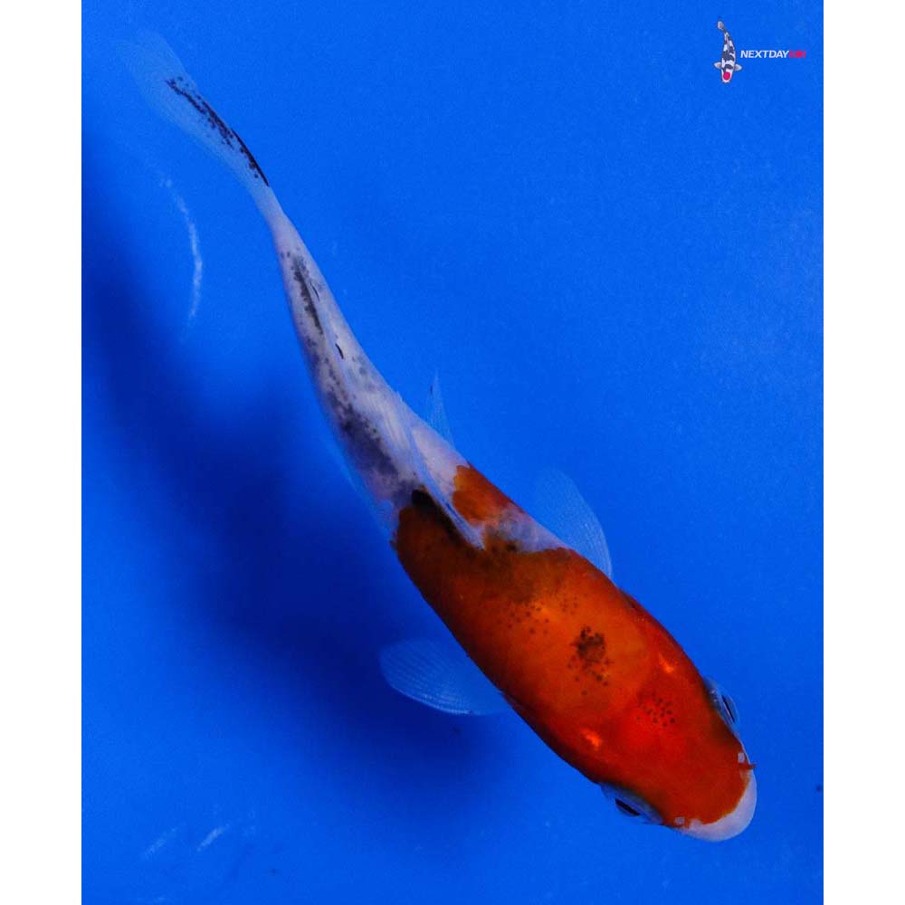 3.5” Imported Sanke