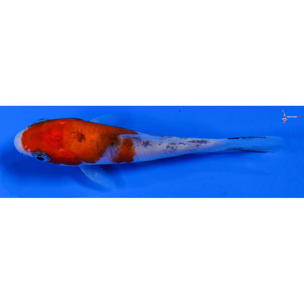 3.5” Imported Sanke