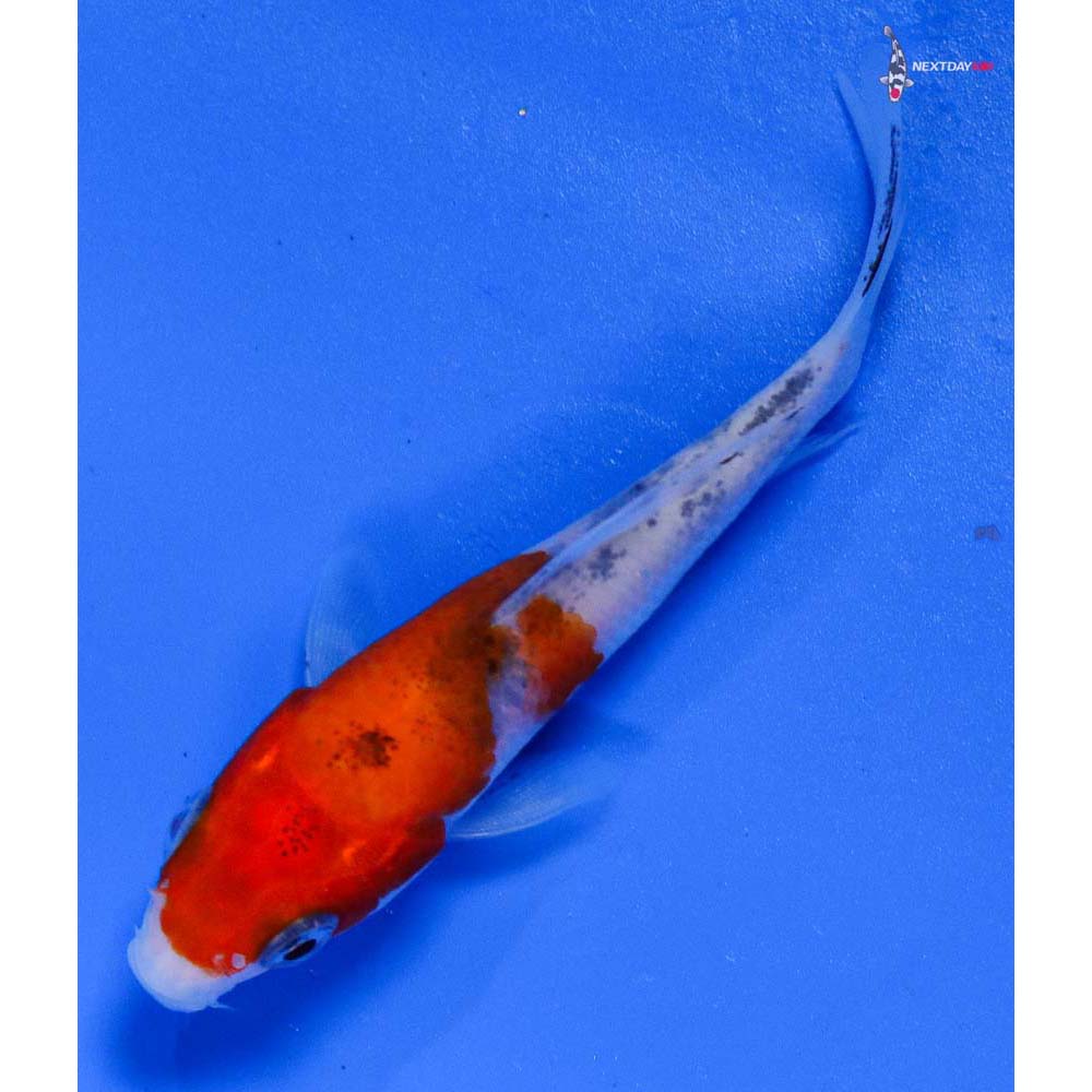 3.5” Imported Sanke