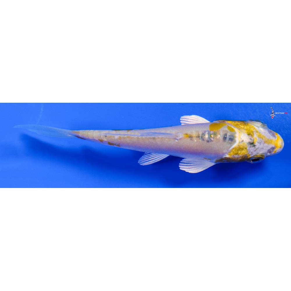 3.5” Imported Heisei Nishiki