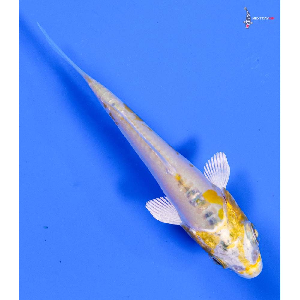 3.5” Imported Heisei Nishiki