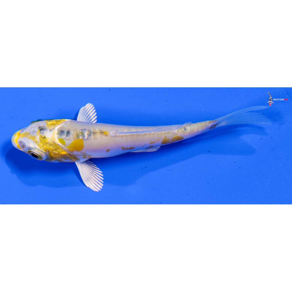 3.5” Imported Heisei Nishiki