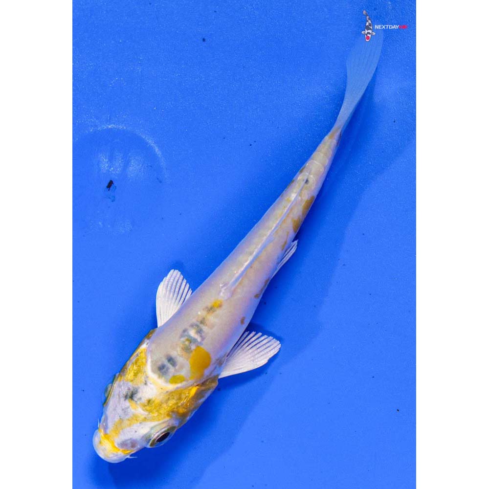 3.5” Imported Heisei Nishiki