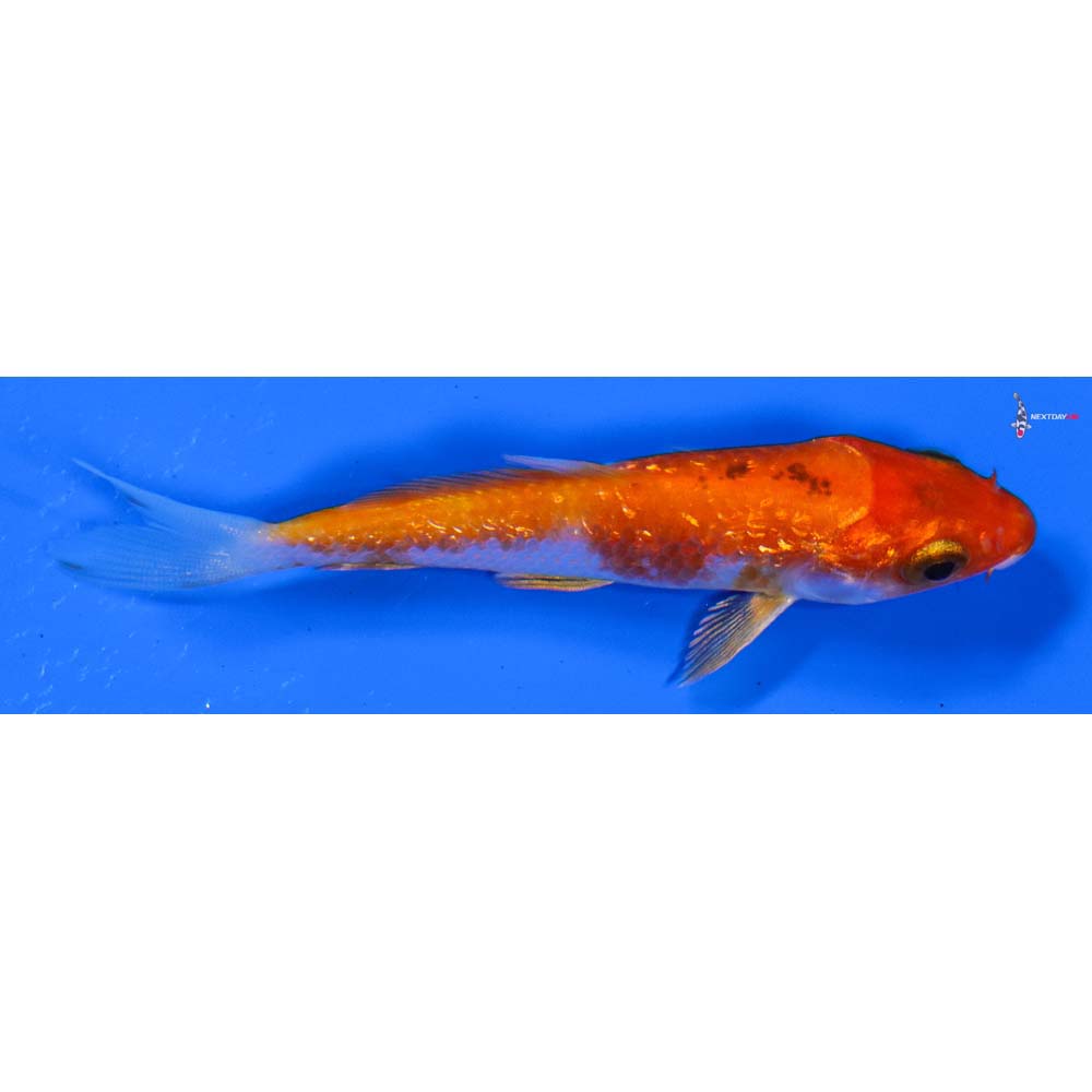 3.5” Imported Gin Rin Yamato Nishiki