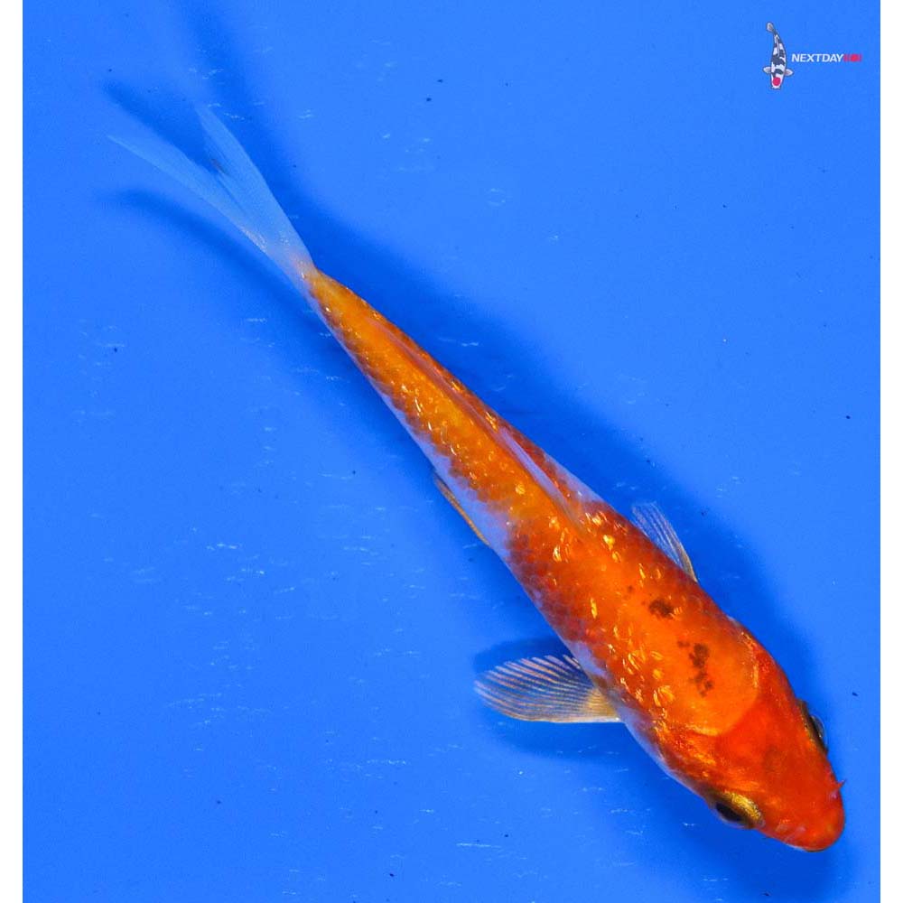 3.5” Imported Gin Rin Yamato Nishiki