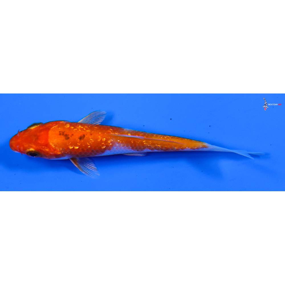 3.5” Imported Gin Rin Yamato Nishiki