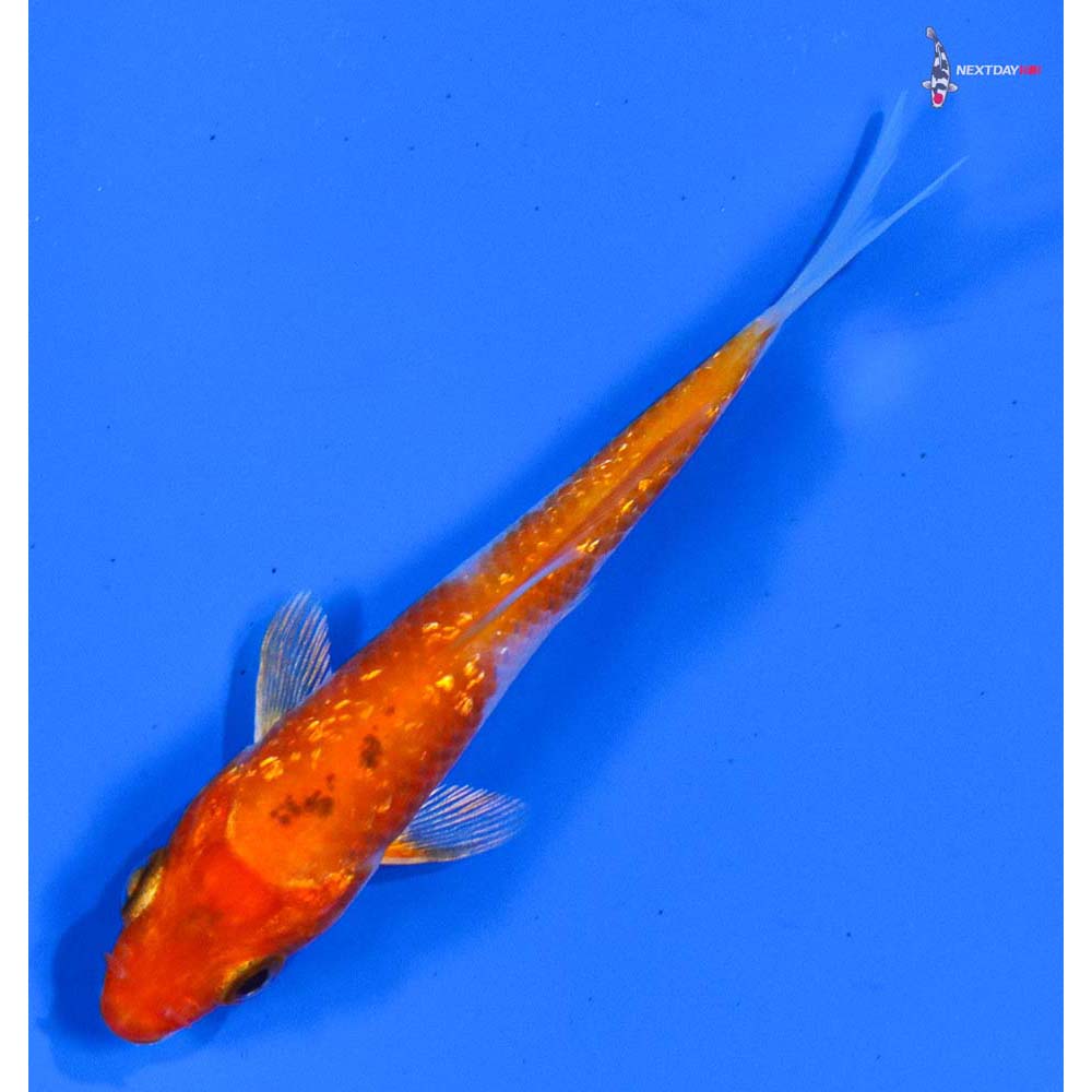 3.5” Imported Gin Rin Yamato Nishiki