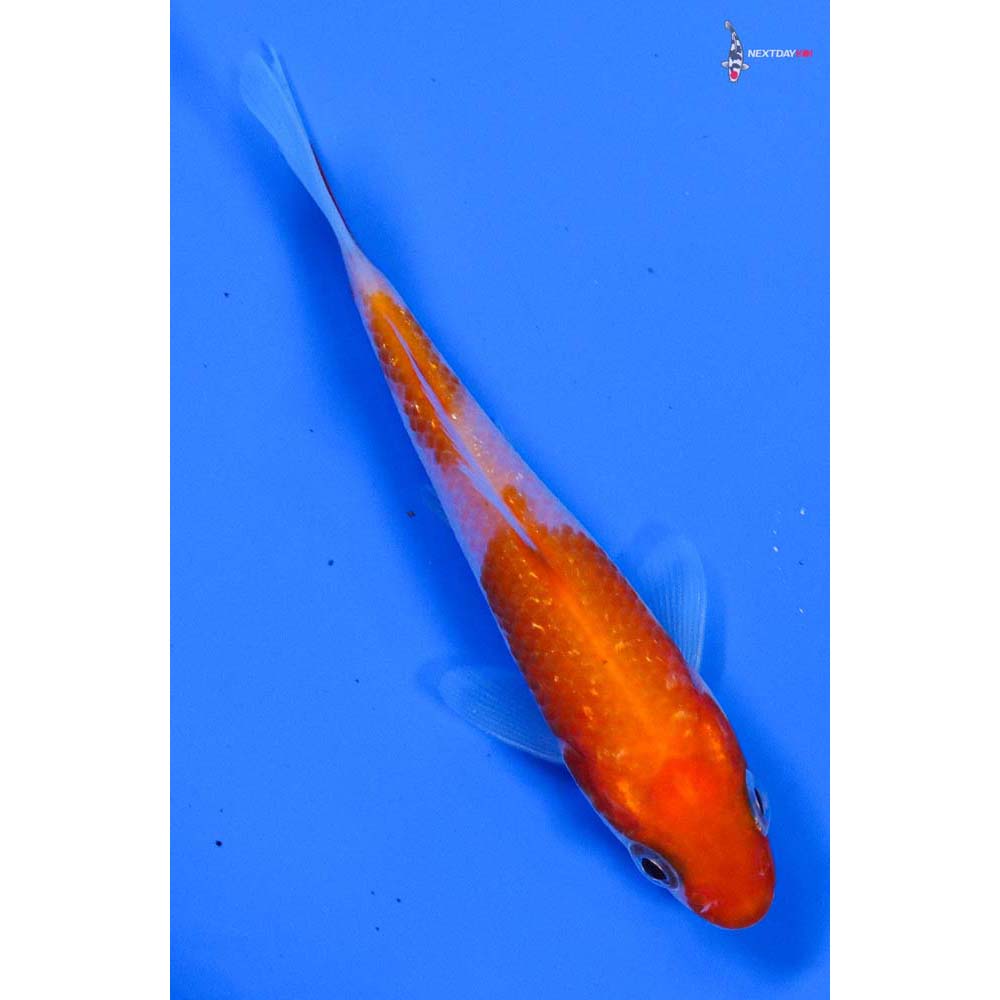 3.5” Imported Gin Rin Kohaku