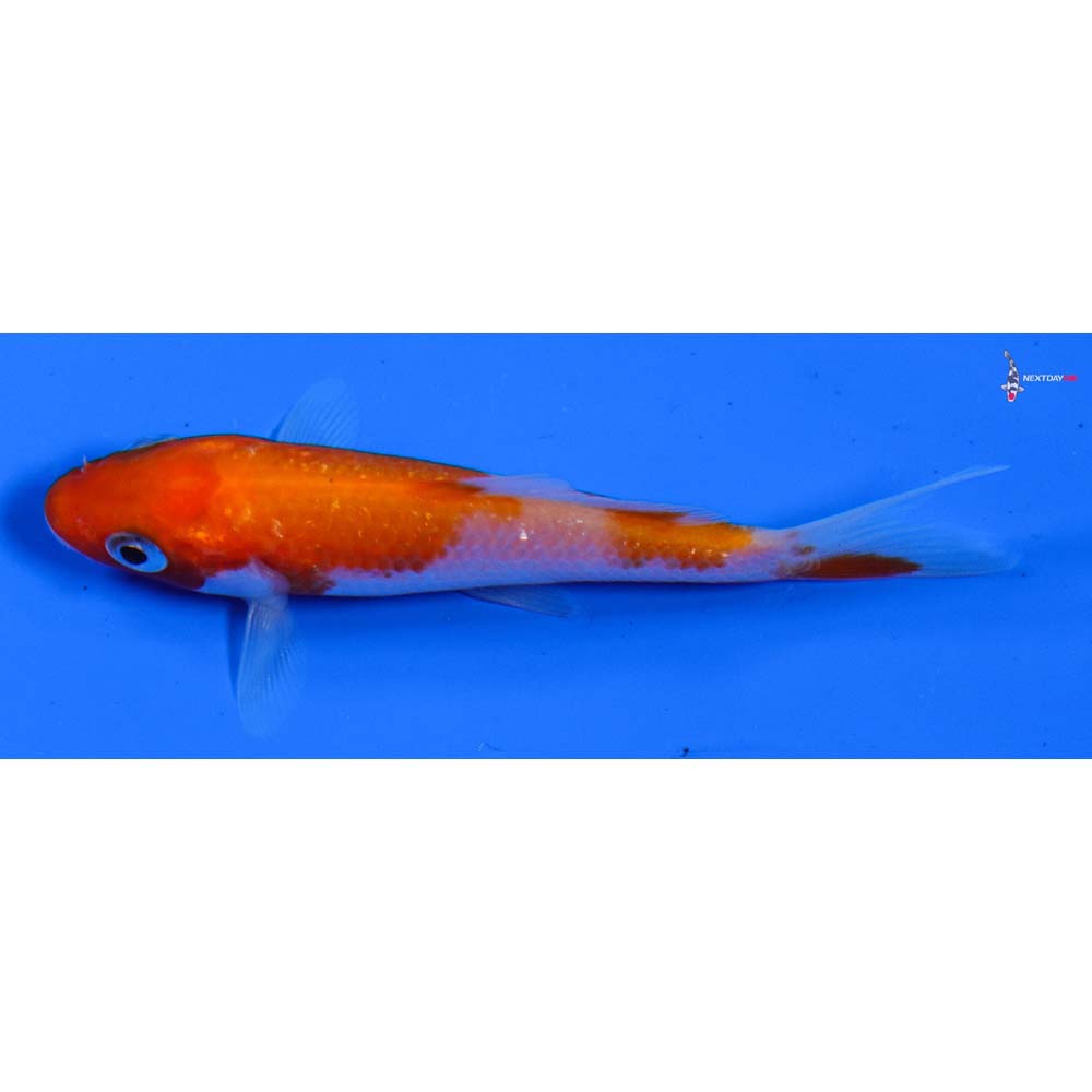 3.5” Imported Gin Rin Kohaku