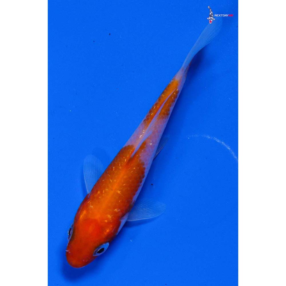 3.5” Imported Gin Rin Kohaku