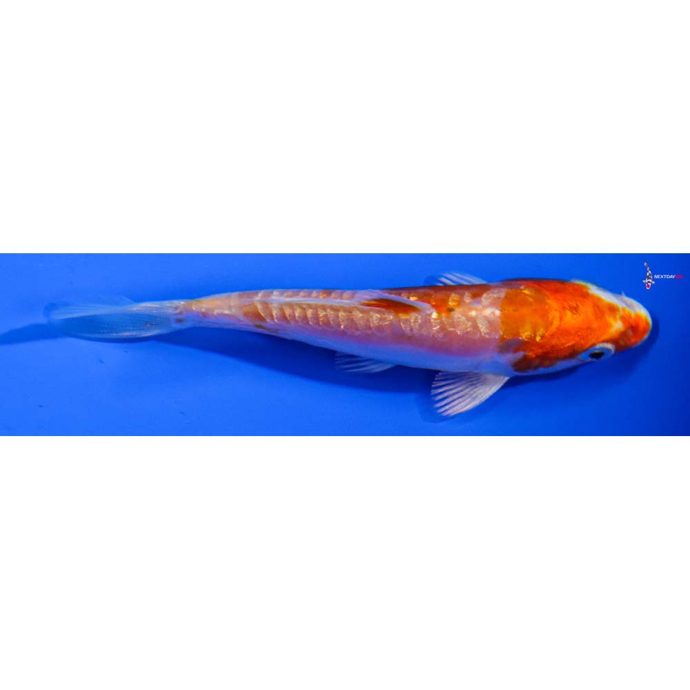 3.5” Imported Gin Rin Kikusui