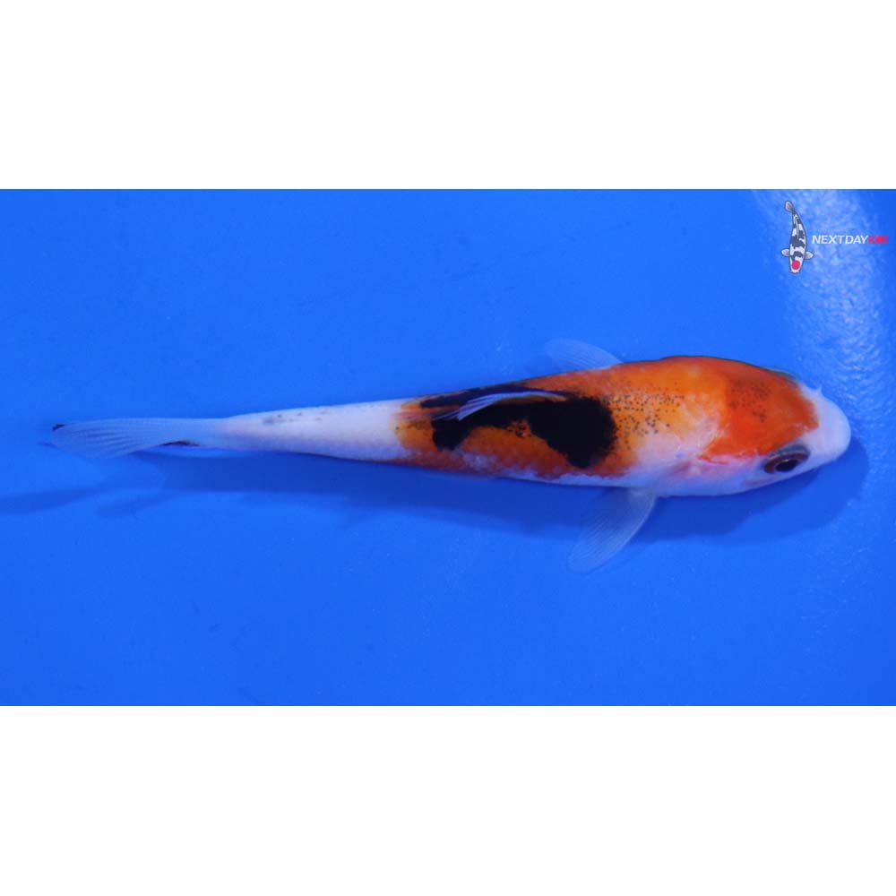 3” Imported Sanke