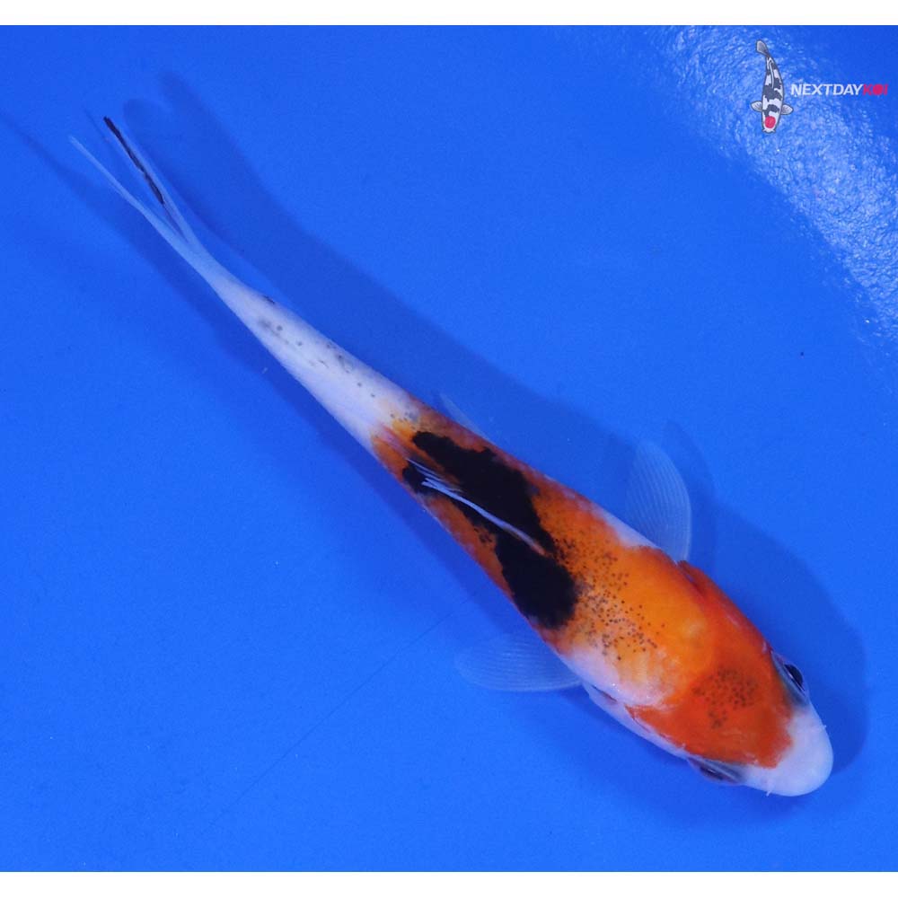 3” Imported Sanke