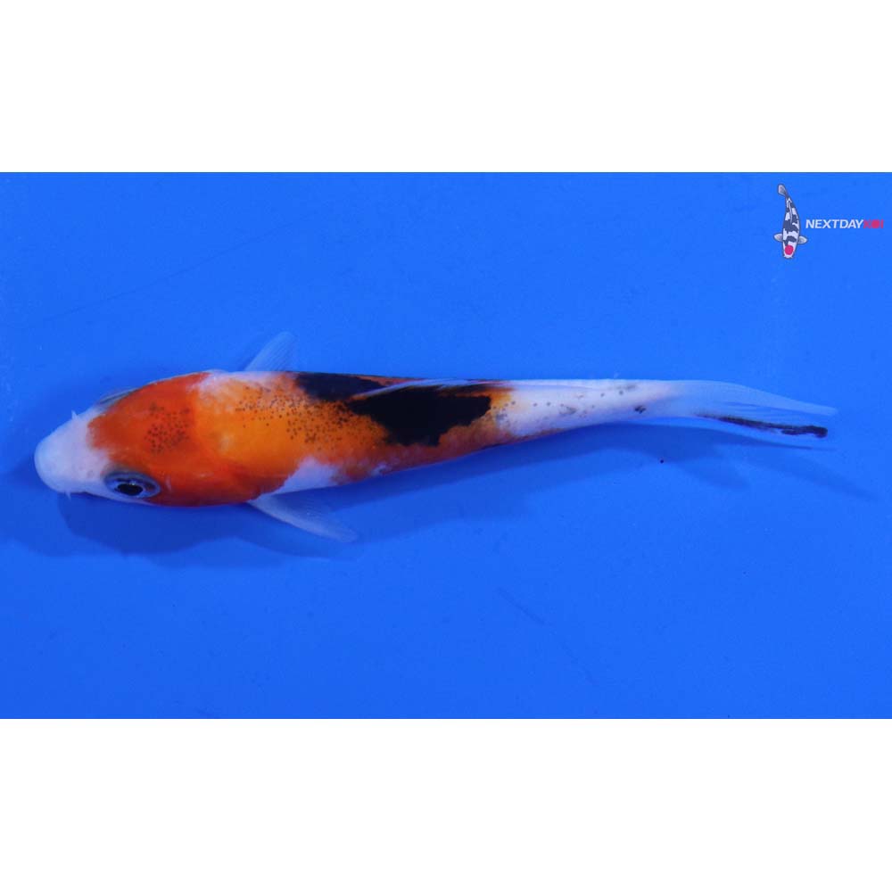 3” Imported Sanke