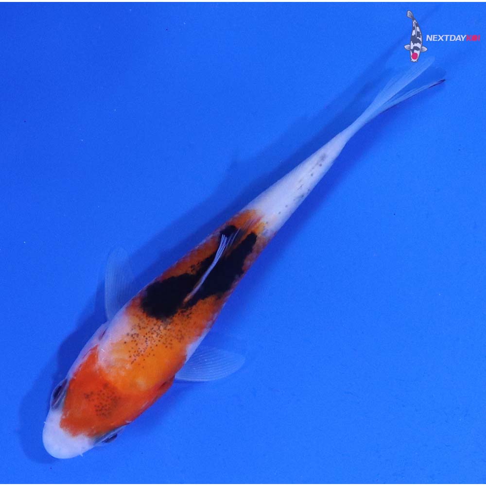 3” Imported Sanke