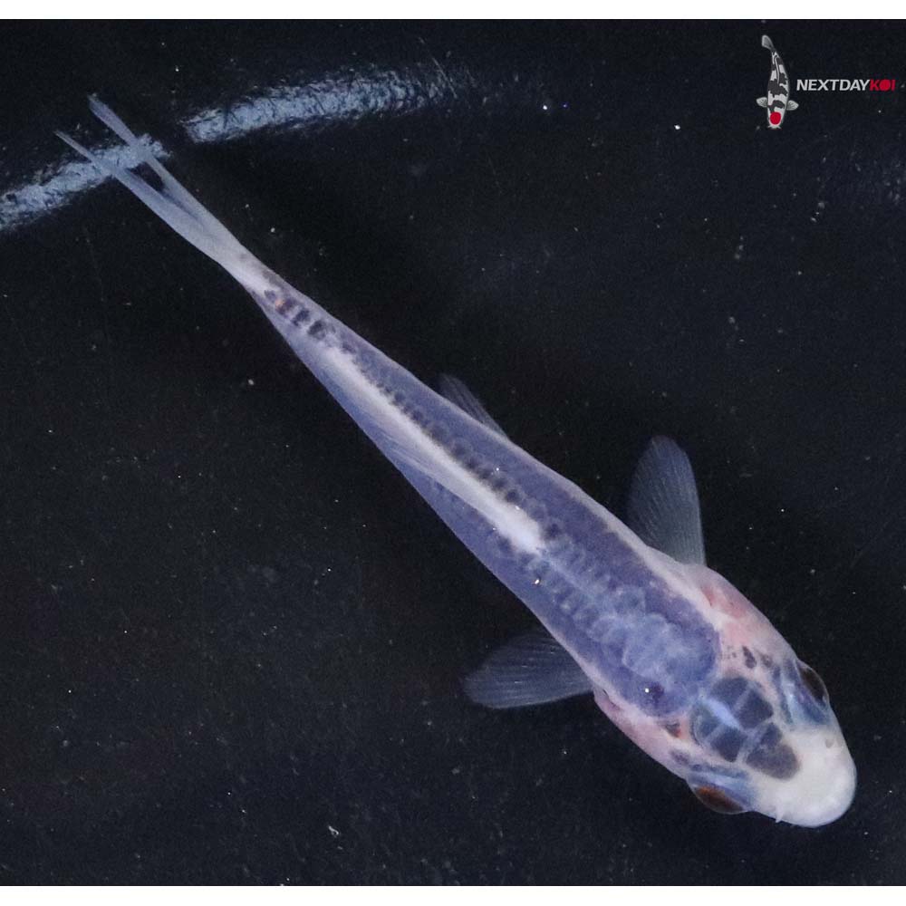 3” Imported Shusui