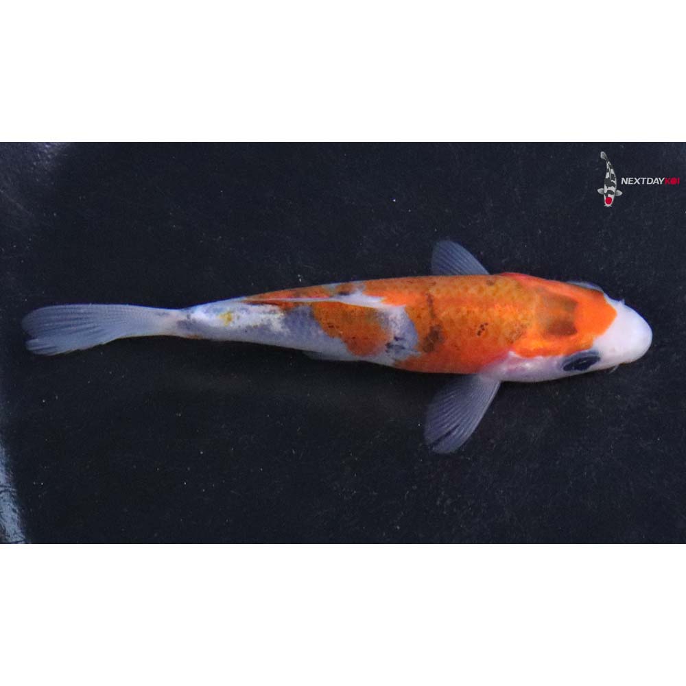 3.5” Imported Goromo