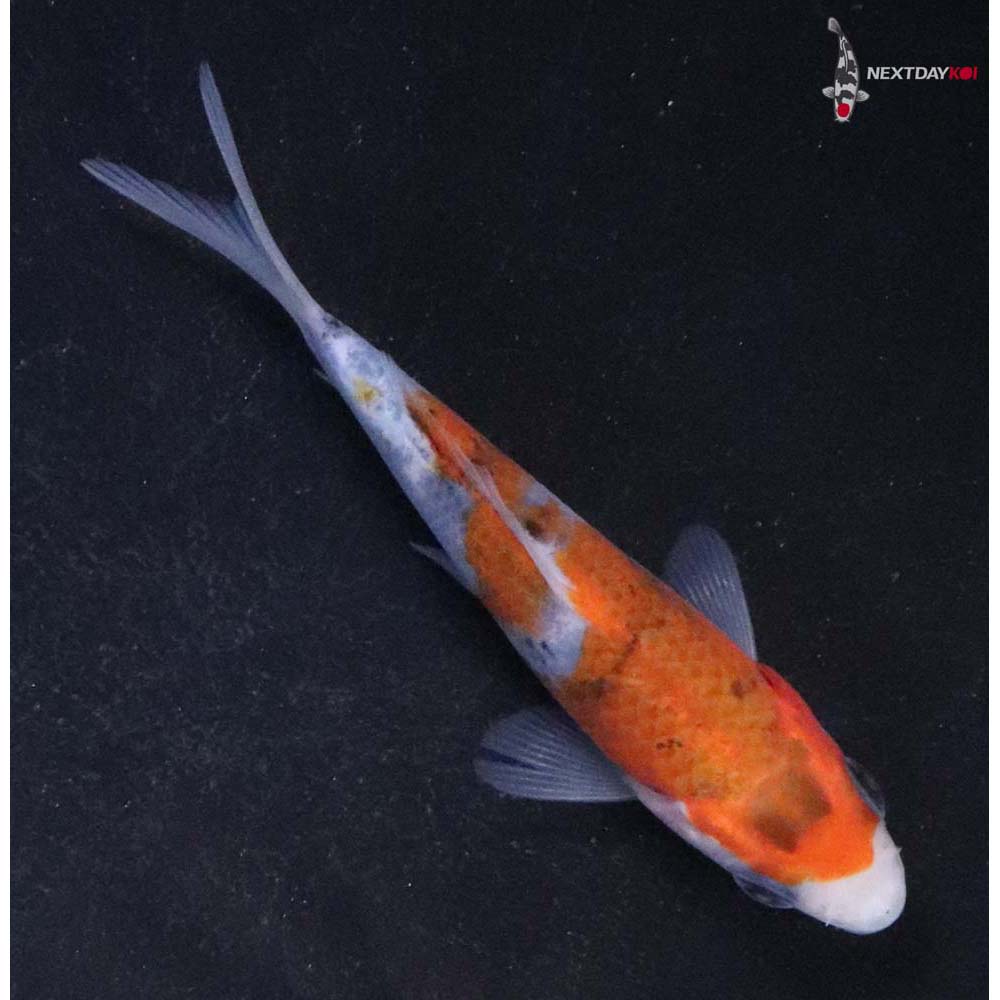 3.5” Imported Goromo